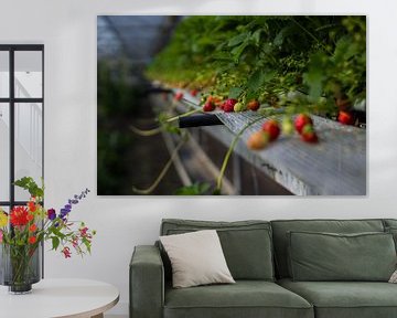 Strawberries in the greenhouse - Food Photography by Ashkan Mortezapour Photography
