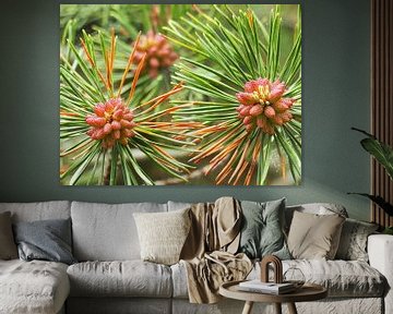 Rode dennenknoppen bij een bloeiende dennenboom op Ameland