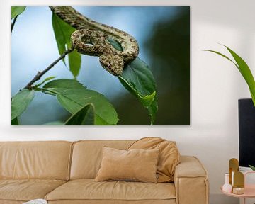 Eyelash palm pitviper in Costa Rica by Mirjam Welleweerd