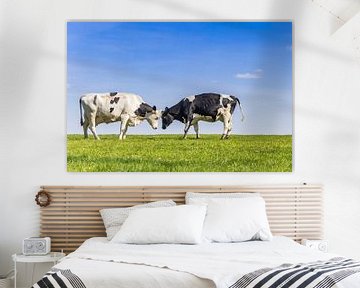 Deux vaches Holstein noires et blanches dans le Gaasterland sur Marc Venema