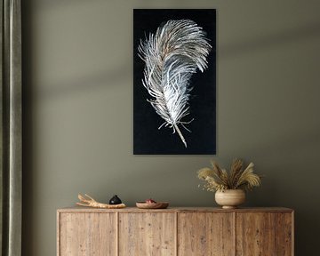 Feather on black background by Claudia Gründler