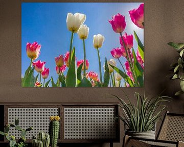 Nederlands tulpen in verschillende kleuren van Marc Venema