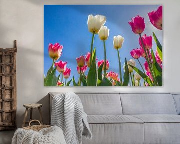 Nederlands tulpen in verschillende kleuren