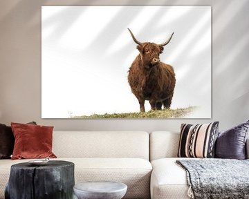 Scottish highlander by Guido Rooseleer