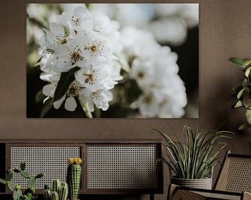 Nahaufnahme weiße Blüte | Ede, Niederlande von Trix Leeflang