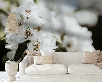 Nahaufnahme weiße Blüte | Ede, Niederlande von Trix Leeflang