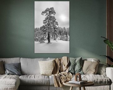 Winterparadijs zwart-wit van Denis Feiner