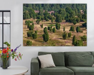 Paysage de bruyère avec fleurs de bruyère, Wilseder Berg, Wilsede, parc naturel de la lande de Luneb