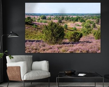 Heidelandschap met heidebloesem, Wilseder Berg, Wilsede, Natuurpark Lüneburger Heide, Nedersaksen, D