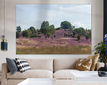 Paysage de bruyère avec fleurs de bruyère, Wilseder Berg, Wilsede, parc naturel de la lande de Luneb