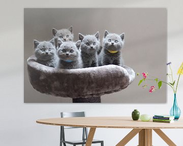 schattige kittens bij elkaar in een mandje van Eline Sijtsma
