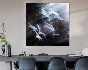 gulls in flight by Guido Rooseleer