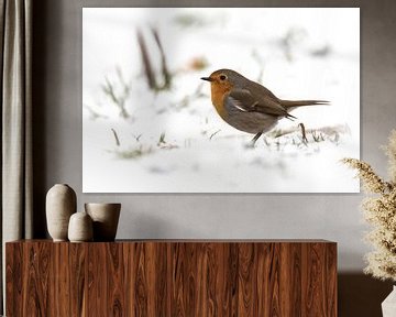 Robin in the snow by Guido Rooseleer