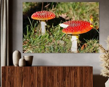 Paddenstoelen van Nina Redek