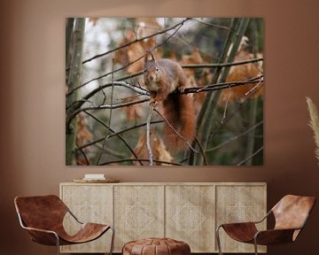 Eichhörnchen im Herbst von Niels van den Berg