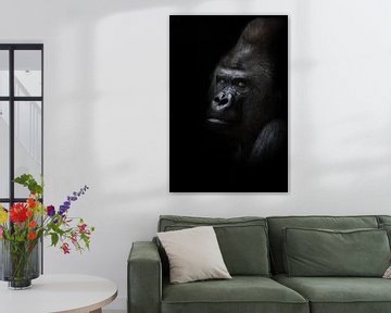 Gevaarlijke gorilla mannetje kijkt half-gedraaid, zwarte achtergrond krachtig mannetje, wrijvende zw van Michael Semenov