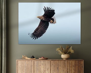Seeadler auf blauem Hintergrund | Vogelfotografie Norwegen | Natur-Fotodruck