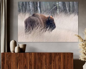 Wisent in hoog gras | Europese bizon Maashorst | Wildlife fotografie van Dylan gaat naar buiten
