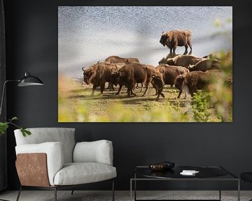 Kudde bizons aan het water | Kraansvlak, Noord-Holland
