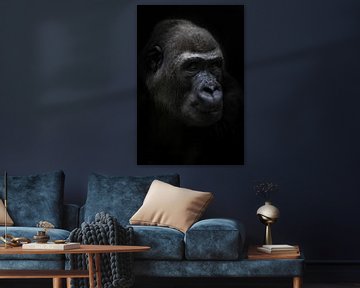 De kalme vrouwelijke antropoïde gorilla kijkt kalm in de verte, portret zwarte achtergrond