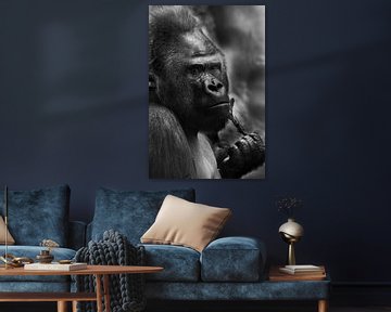 Calm and sad male gorilla holding a twig, black and white photo in steel colors by Michael Semenov