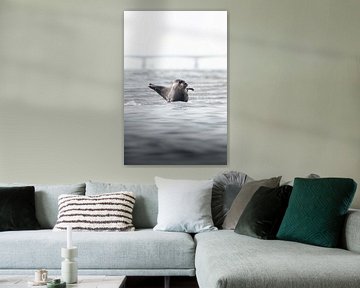 Zwaaiende zeehond | Natuurfotografie Zeeland