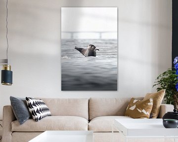 Winkender Seehund | Naturfotografie Zeeland von Dylan gaat naar buiten