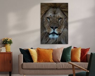 Lion : gros plan sur la tête d'un lion