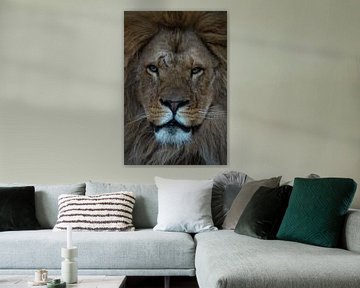 Leeuw: close-up van een leeuwen kop