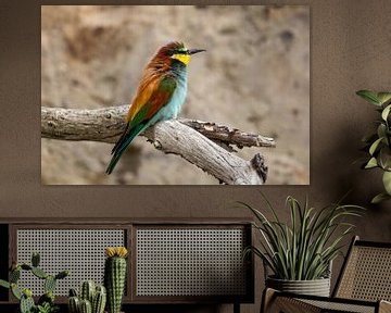 Bee-Eaters