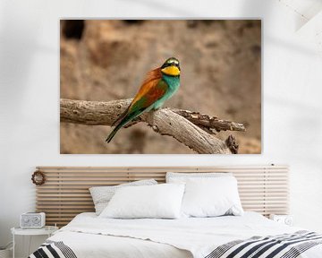 European bee-eaters by gea strucks