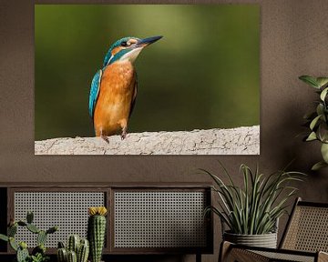 Kingfisher on branch by Robert Ruidl