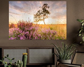 Sonnenaufgang über blühenden Heidekrautpflanzen im Naturschutzgebiet Veluwe von Sjoerd van der Wal Fotografie