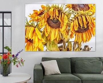 Sunflower by Roland de Zeeuw fotografie