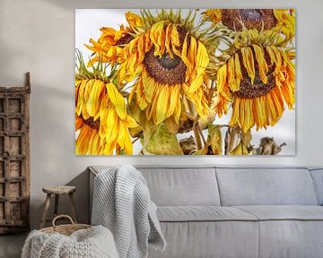 Sonnenblume von Roland de Zeeuw fotografie