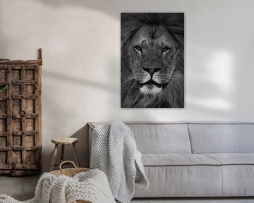 Löwe: Nahaufnahme eines Löwenkopfes schwarz und weiß