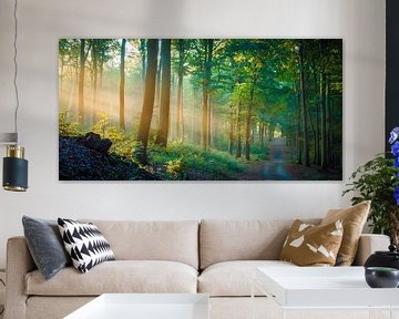 Forest in the light