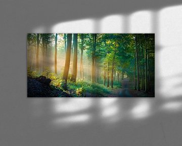 Wald im Licht von Martin Wasilewski