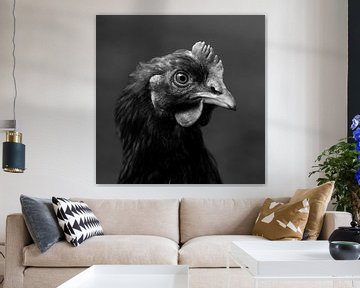 Porträt Huhn in schwarz und weiß von Latifa - Natuurfotografie