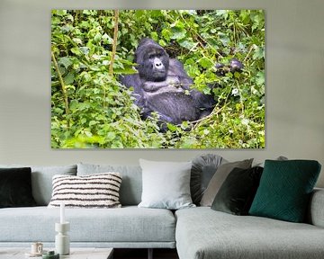 Hochland-Gorilla, Uganda von Jan Fritz