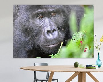 hoogland gorilla, Uganda van Jan Fritz