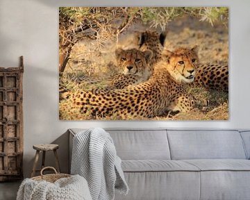 Moeder cheeta met 2 welpen