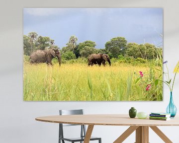 Afrikaanse olifanten in het wild. Wildlife natuur van Bobsphotography