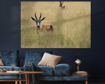 Springbok antilope in hoog gras van Bobsphotography
