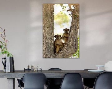 Twee bavianen in een boom. Grappig dieren.