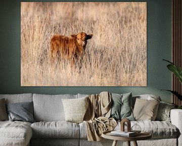 Scottish Highlander calf