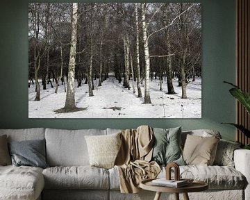 Rij van bomen in de sneeuw tijdens de winter in het bos in Nederland. van N. Rotteveel