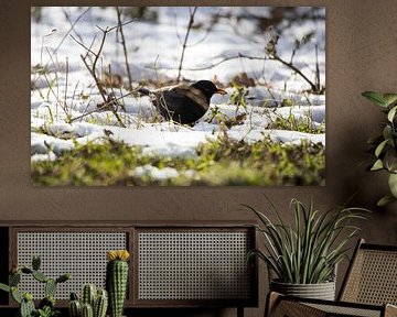 Een Merel zoekt eten in de laatste sneeuw. Zwarte vogel natuur.. van N. Rotteveel