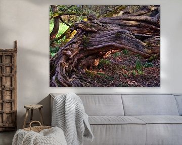old tree
