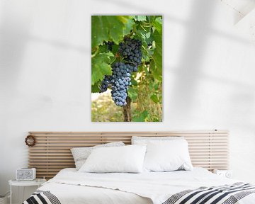 Toscaanse druiven